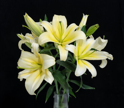 透明花瓶中的黃白色百合花