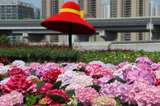 城市中絢麗多彩的繡球花海