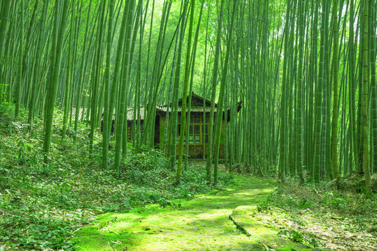 竹林中的古樸小屋