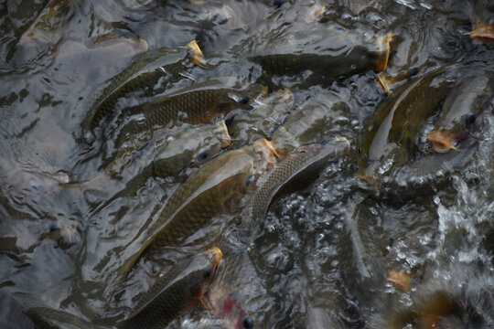 廣東惠州西湖景區(qū)爭(zhēng)搶食物的魚