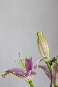 清新雅致的綻放百合花