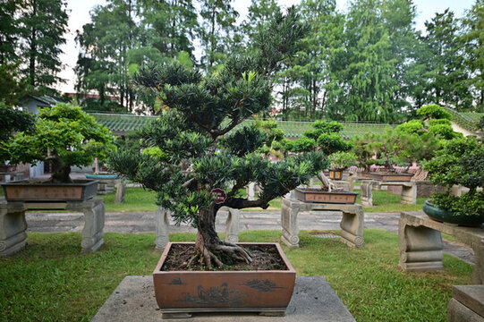 庭院中的精美盆景景觀