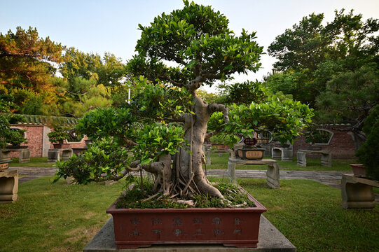 庭院中精美的大型盆景