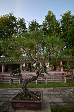 庭院中的雅致松樹盆景