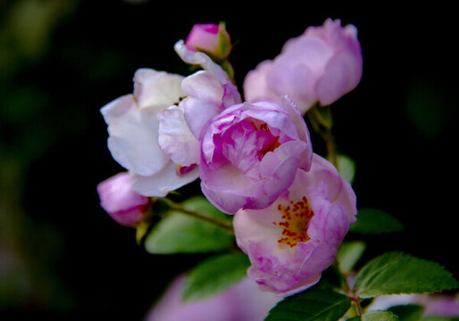 盛開的薔薇花
