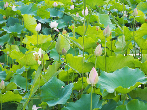 池塘里的荷花花苞