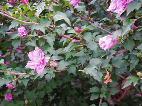 粉色木槿花