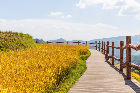 田間路
