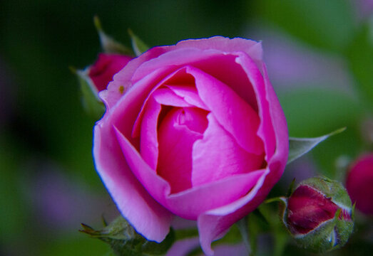 六月薔薇香