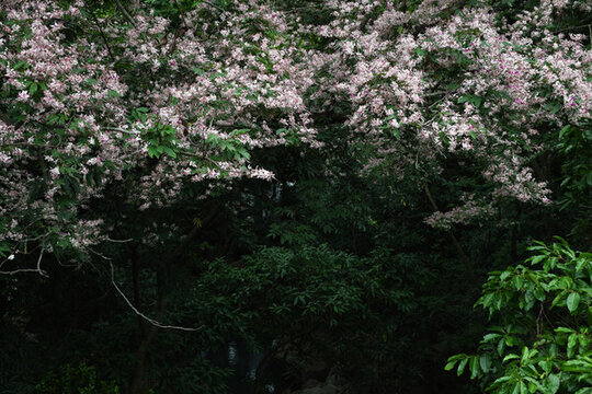 廣東東莞短萼儀花盛開