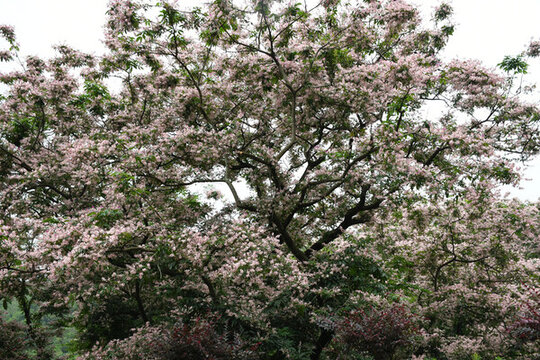 廣東東莞短萼儀花盛開