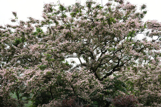 廣東東莞短萼儀花盛開
