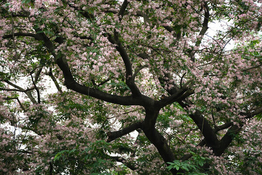 廣東東莞短萼儀花盛開