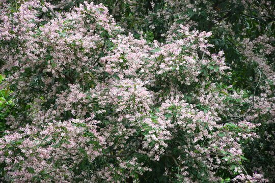 廣東東莞短萼儀花盛開