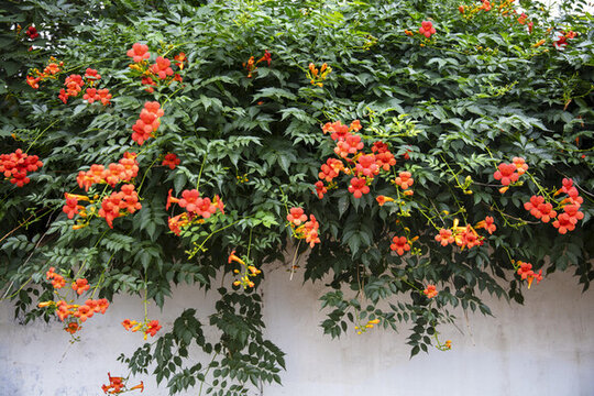 凌霄花墻