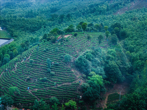 云霧繚繞的山間茶園梯田風光