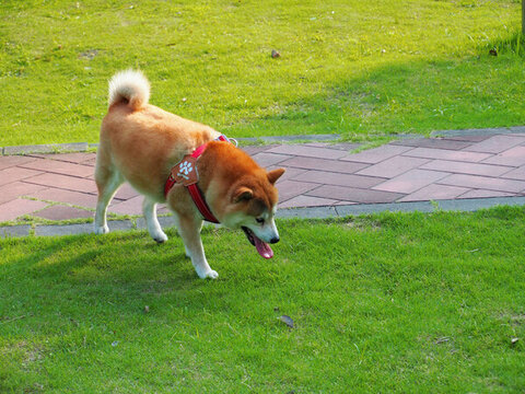 柴犬