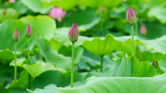 夏荷