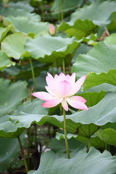 廣東東莞橋頭鎮(zhèn)蓮湖風景區(qū)