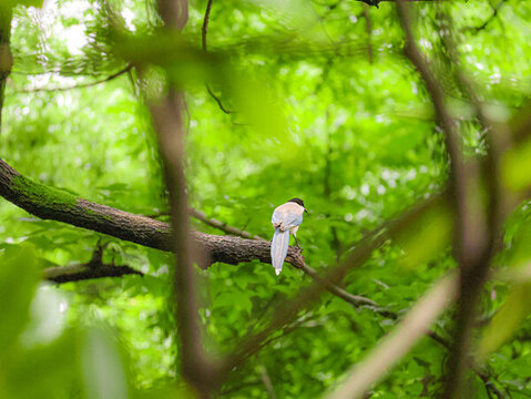 湖南烈士公園棲息在樹枝上的灰喜鵲