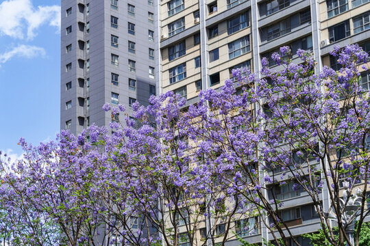 城市中綻放的藍(lán)花楹