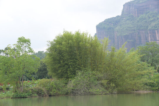 廣東韶關(guān)錦江沿岸竹林
