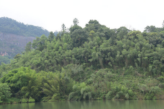 廣東韶關(guān)錦江沿岸竹林