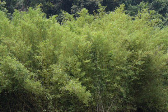 廣東韶關(guān)錦江沿岸竹林