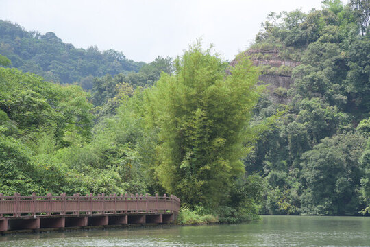 廣東韶關(guān)錦江沿岸竹林