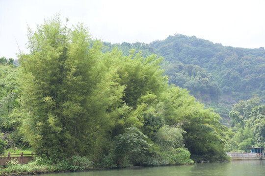廣東韶關(guān)錦江沿岸竹林