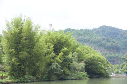 廣東韶關(guān)錦江沿岸竹林