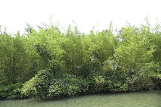 廣東韶關(guān)錦江沿岸竹林