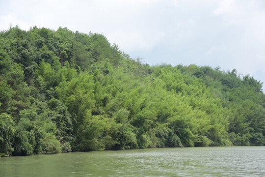 廣東韶關(guān)錦江沿岸竹林