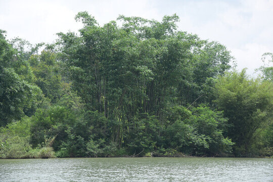 廣東韶關(guān)錦江沿岸竹林
