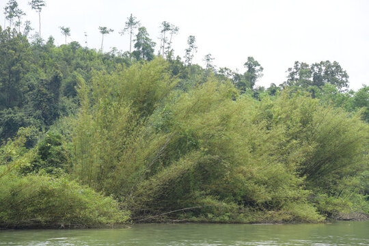 廣東韶關(guān)錦江沿岸竹林