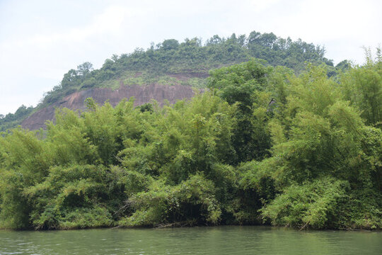 廣東韶關(guān)錦江沿岸竹林
