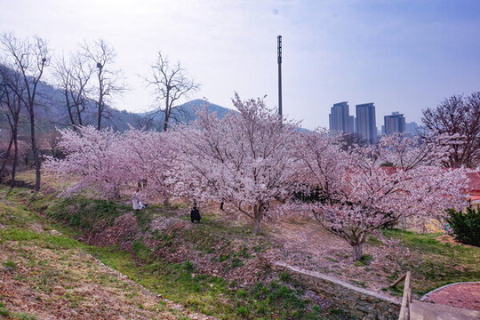 春日爛漫櫻花綻放美景