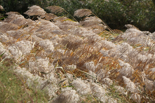 風(fēng)中搖曳的大片蘆葦
