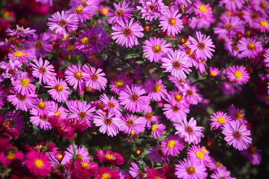 絢爛綻放的紫粉色小菊花