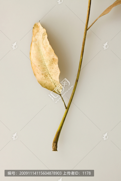 秋天的樹葉