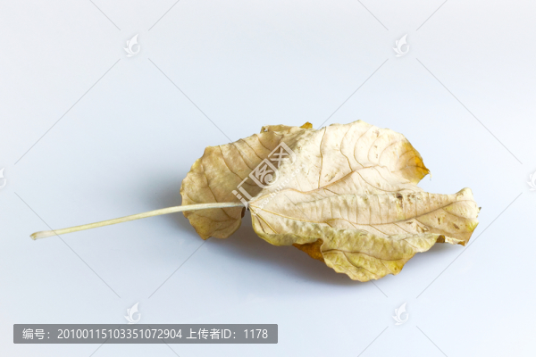 樹葉