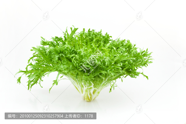 狗芽菜