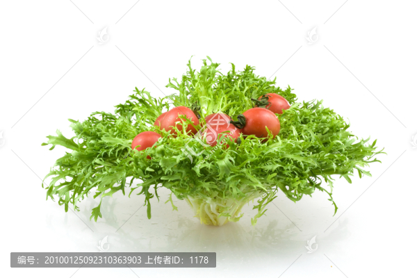 狗芽菜