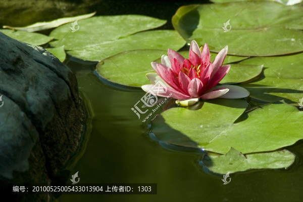 睡蓮