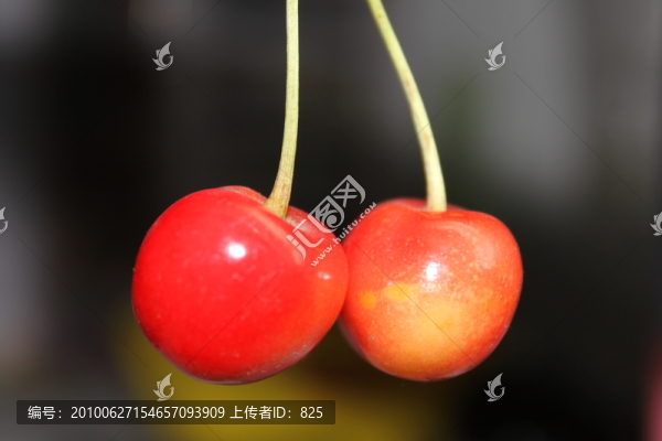 小櫻桃