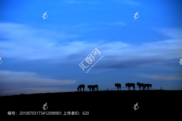 伊犁草原,馬群