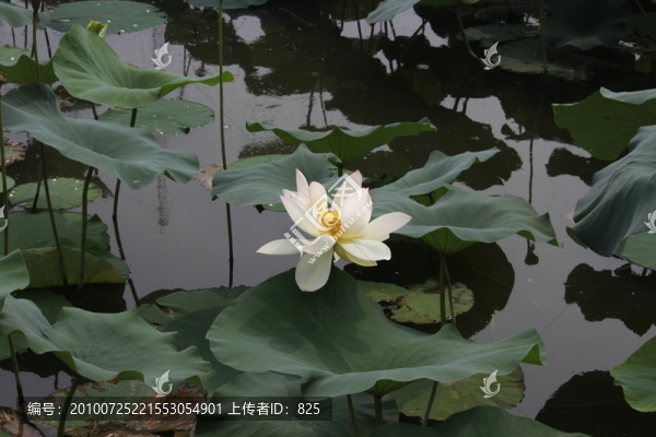 盛開(kāi)的荷花
