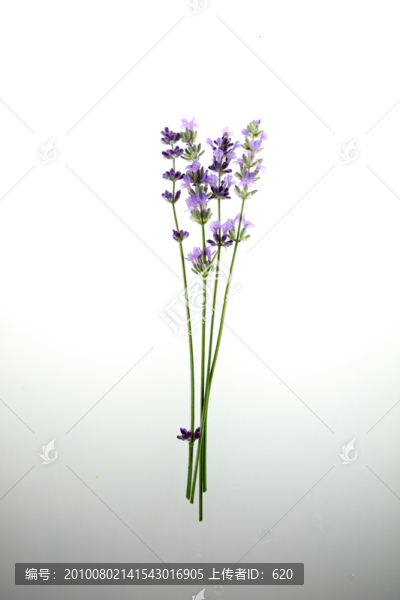 新疆伊犁薰衣草
