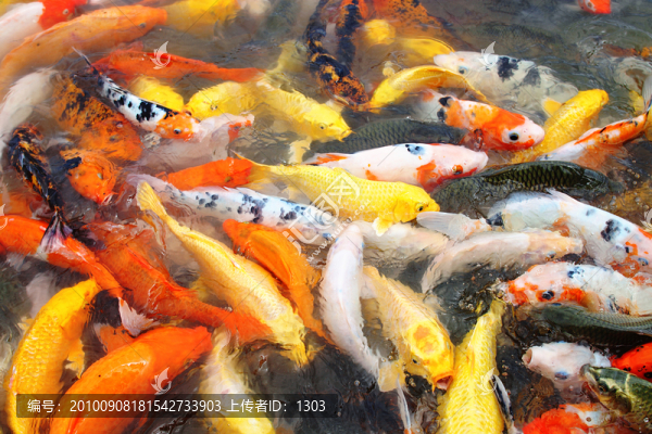 紅鯉魚(yú)