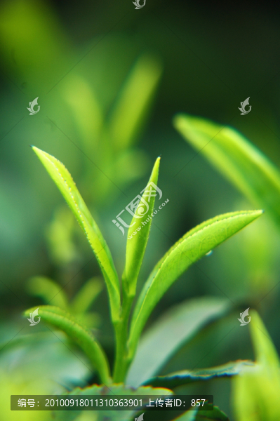 茶芽